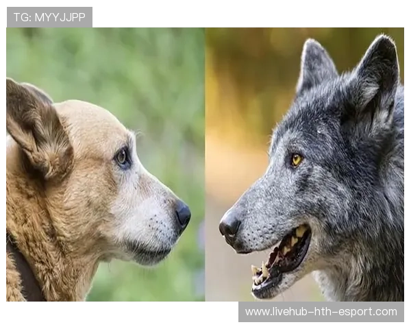 牧羊犬比赛：哨声与视线的全方位配合，牧羊犬表演视频